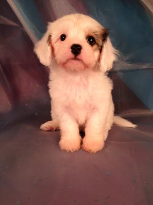 Female Cavachon Puppy for sale #1 Born August 4, 2013|Puppies for sale can go home soon